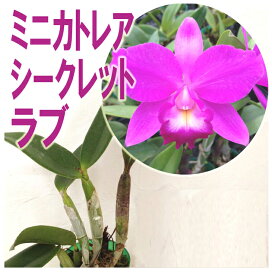 楽天市場】 趣味の洋ラン苗 > カトレア : 森水木のラン屋さん