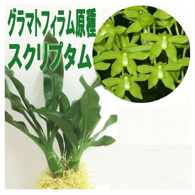 グラマトフィラム大株 今ならつぼみ、花付き！-- 世界最大級の洋ラン　洋ランの苗『「グラマトフィラム」原種スプリクタム ヒヒマヌ 【花咲く苗セット】』花 セット 花鉢洋ラン栽培セット 説明書付き プレゼント