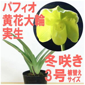 ���Ȃ�ڂ݁A�܂��͉ԕt���I--�@�m�����̕c �p�t�B�I�y�f�B�����w�u�p�t�B�I ���ԑ�֎�����v�y�ԍ炭�c�Z�b�g�z�x�� �Z�b�g �Ԕ��炫�₷����ւ̔������ɍĔ́I�m�����͔|�Z�b�g 