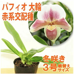 ���Ȃ�ڂ݁A�܂��͉ԕt���I--�@�m�����̕c �p�t�B�I�y�f�B�����w�p�t�B�I ��֐Ԓ��n��z��y�ԍ炭�c�Z�b�g�z�x�� �Z�b�g �Ԕ����������̂���p�t�B�I��։ԗm�����͔|�Z�b�g ������