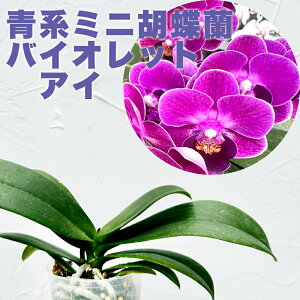 ȂԉtI--m̕cw~jӒuoCIbg ACvyԍ炭cZbgzx Zbg ԔmDƂ̃̕u[ӒIV̔Im͔|Zbg t 