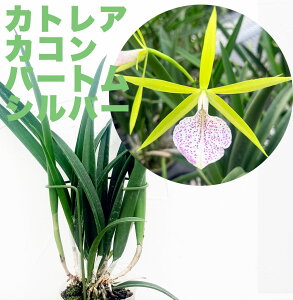 m̕cwJgA@iR[pg@Vo[yԍ炭cZbgzx3.5 Bc.Nakornpathome Silver ~fBJgA iR[pg Vo[  Zbg Ԕ m͔|Zbg t m