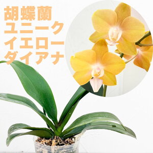 F̒DǕi킪oIm̕cw~fBӒ j[NCG[ _CAiyԍ炭cZbgzx3 Phal. Unique Yellow Diana Zbg ԔR`Em͔|Zbg tӒ