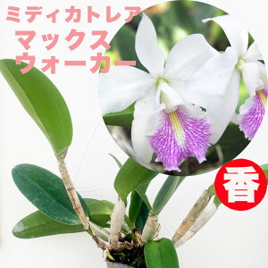 m̕cw~fBJgA }bNXEH[J[yԍ炭cZbgzx3.5 ̉ C.Hsinying Max-walker Zbg Ԕ m͔|Zbg t m̈ĕ̐t mc͔|