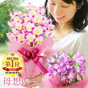 遅れてごめんね!母の日プレゼント 選べる2種の洋蘭『デンドロビューム 母想い』花言葉「思いやり」2012/5/5楽天総合ランキング1位の母の日プレゼント
