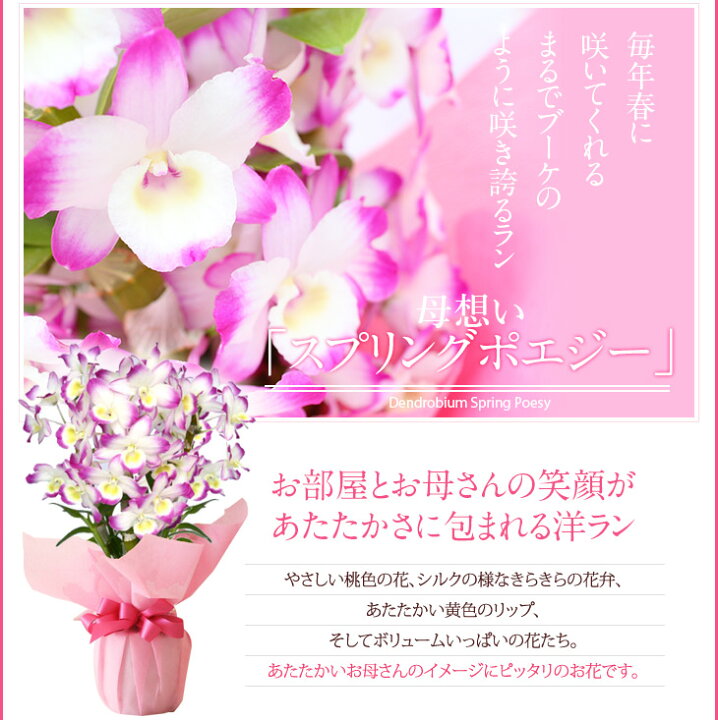 楽天市場 遅れてゴメンね 母の日 母の日ギフト22 選べる2種の デンドロビューム 母想い 贈 花言葉 思いやり 年5月7日 楽天総合デイリーランキング１位の母の日プレゼントデンドロビウム 母の日 鉢植え鉢花 母 森水木のラン屋さん