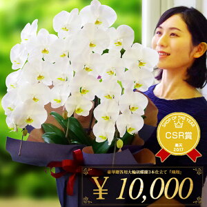 白大輪胡蝶蘭3本立ち1万円