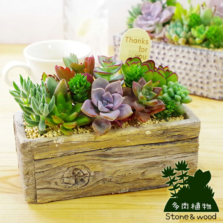 楽天市場 贈り物にもピッタリでかわいい 選べる鉢デザイン お洒落な寄せ植え 多肉植物 ストーンウッド 長方形 鉢植え 贈 新鮮 高品質 安心の国産 多肉植物 森水木のラン屋さん