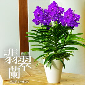 楽天市場 鉢花 種類 植物 バンダ 花 観葉植物 花 ガーデン Diy の通販