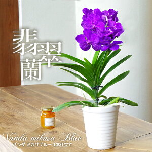バンダ 花の人気商品 通販 価格比較 価格 Com