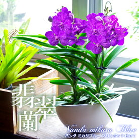 楽天市場 鉢花 種類 植物 バンダ イベント 祝日引越し 改装 花 観葉植物 花 ガーデン Diy の通販