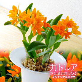 楽天市場 鉢花 種類 植物 カトレア ハボタン 花 観葉植物 花 ガーデン Diy の通販