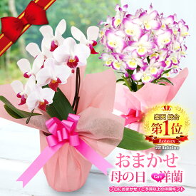楽天市場 母の日 花の通販 楽天市場 母の日 花の通販