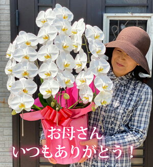 エントリーでポイント10倍!母の日プレゼント2020即日発送可能!プレミアム胡蝶蘭3本立大輪33輪以上開業祝開店祝プレゼントなどお祝い花ギフト白大輪胡蝶蘭鉢花『胡蝶蘭3本立大輪「天翔」』洋ランギフト
