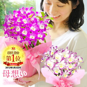 生花 デンドロビウムの人気商品 通販 価格比較 価格 Com