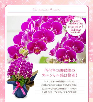 敬老の日プレゼント2020選べる花色!洋蘭ギフト鉢花『ミディ胡蝶蘭3本立ち「ソレイユ」』陶器鉢花ミディ胡蝶蘭(ミニ胡蝶蘭)ギフト胡蝶蘭お供え胡蝶蘭開店祝開業祝供花法事生花鉢花お誕生日プレゼント