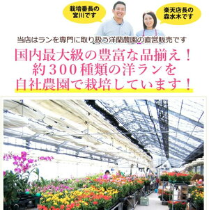 花通販Happyｶﾞｲﾄﾞ | 胡蝶蘭紫(ﾊﾟｰﾌﾟﾙ)の魅力?!花言葉･人気品種･購入･選び方･育て方を詳細解説!!