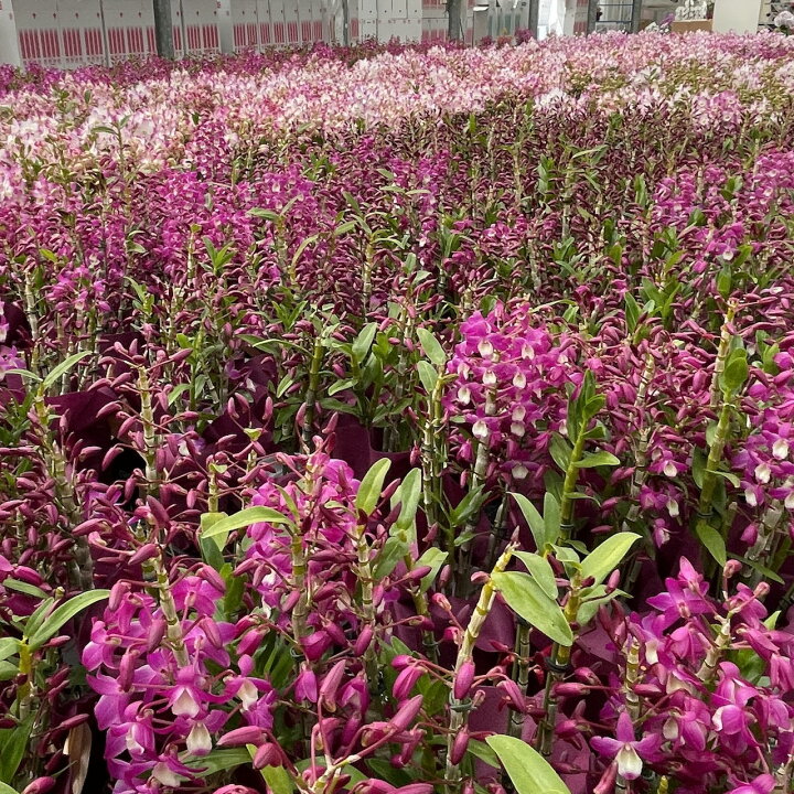 楽天市場 遅れてゴメンね 母の日 母の日ギフト22 選べる2種の デンドロビューム 母想い 贈 花言葉 思いやり 年5月7日 楽天総合デイリーランキング１位の母の日プレゼントデンドロビウム 母の日 鉢植え鉢花 母 森水木のラン屋さん