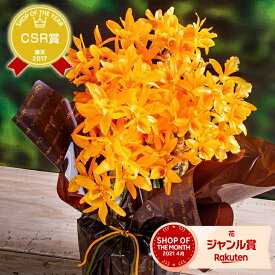 【早割500円OFF】 母の日限定ギフト『デンドロビューム「母想い」』花言葉は「思いやり」のプレゼント 楽天ショップオブザイヤー 楽天総合ランキング1位受賞 今年は黄金蘭を追加！ 森水木のラン屋さんから直送 送料無料全国へお届け 安心の説明書付き《母》【贈】