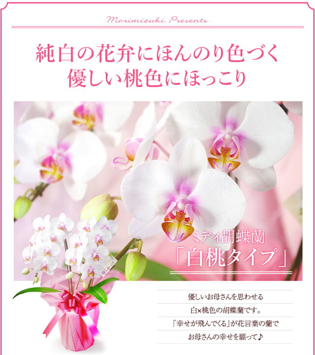 楽天市場 早期割引 ポイント5倍は3 31まで 早期お届け分はラッピングサービス 母の日ギフト22 母 洋ランギフト ミディ胡蝶蘭 2本立ち メルシーマム 選べるお菓子 1個 贈 母の日スイーツセット 花 プレゼント 胡蝶蘭 胡蝶蘭 花鉢 生花 鉢花