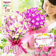 母の日遅れてゴメンね！『デンドロビューム 母想い』鉢植え 蘭 2026 選べる カード付き 花言葉は「思いや…