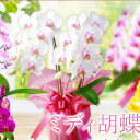 母の日 超早割 花 ギフト プレゼント 『ミディ胡蝶蘭 2本仕立て 「メルシー」』選べる蘭 2本立ち 花言葉：幸せが舞い込む　洋蘭 お祝い お母さん おばあちゃん 贈り物 スイーツセット可《母》【贈】【母】