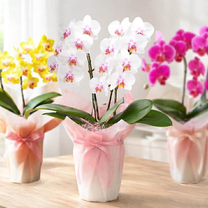 楽天市場】母の日 早割 花【エントリーで4/17までP10倍】 『ミディ胡蝶 