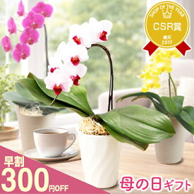 母の日 早割 花色選べるミディ胡蝶蘭1本立ち 『ミディ胡蝶蘭「ポワレ」』 お誕生日プレゼント コチョウラン プレゼント エコ鉢 花言葉は幸せが飛んでくる 生花 花鉢 花《母》【贈】