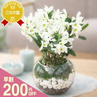 母の日 早割 プレゼント 蘭 『洋蘭「雪の華」ガラス鉢仕立て』2026 蘭デンドロビウム エンジェルベイビー…