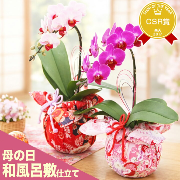 楽天市場】母の日 胡蝶蘭 花【エントリーで4/17までP10倍】『ミディ 