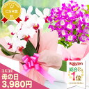 母の日 胡蝶蘭『母の日おまかせ「洋蘭ギフト☆」』 プレゼント おまかせ-S (エス) 鉢花 蘭 コチョウラン 洋蘭 珍しい 育てやすい 鉢 メッセージカード付 楽天総合ランキング1位受賞 洋ラン 鉢植え 産地直送【贈】《母》【母】