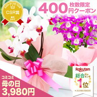 母の日2026 胡蝶蘭 プレゼント『母の日おまかせ「洋蘭ギフト☆」』おまかせ-S (エス) 鉢花 蘭 コチョウラ…
