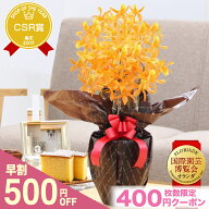 母の日 早割 花 鉢植え ギフト プレゼント 蘭 2026『母の日 洋ラン 「まごころデンドロビューム」』幻の…