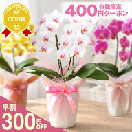 母の日 早割 花 ギフト プレゼント 『ミディ胡蝶蘭 2本仕立て 「メルシー」』選べる蘭 2本立ち 花言葉：…