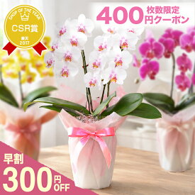 母の日 早割 花 ギフト プレゼント 『ミディ胡蝶蘭 2本仕立て 「メルシー」』選べる蘭 2本立ち 花言葉：幸せが舞い込む　洋蘭 お祝い お母さん おばあちゃん 贈り物 ラッピング&リボン付き スイーツセット可《母》【贈】【母】