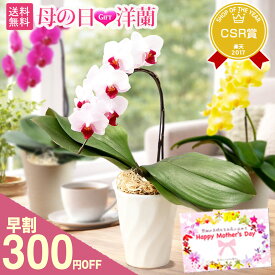 母の日 早割 花色選べるミディ胡蝶蘭1本立ち 『ミディ胡蝶蘭「ポワレ」』 お誕生日プレゼント コチョウラン プレゼント エコ鉢 花言葉は幸せが飛んでくる 生花 花鉢 花《母》【贈】