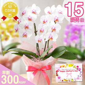 母の日 早割 花【週末限定P15倍】 『ミディ胡蝶蘭 2本仕立て 「メルシー」』ギフト プレゼント 選べる蘭 2本立ち 花言葉：幸せが舞い込む 洋蘭 お祝い お母さん おばあちゃん 贈り物 ラッピング&リボン付き スイーツセット可《母》【贈】【母】