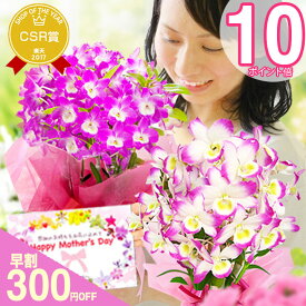 母の日 早割『デンドロビューム 母想い』鉢植え 蘭 2026 選べる カード付き 花言葉は「思いやり」 洋ラン 珍しい花 ラッピング 鉢花 【楽天総合1位】プレゼント 花鉢 ピンク メッセージカード 送料無料《母》【贈】【母】