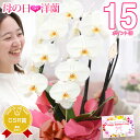 胡蝶蘭 お祝い花ギフト 母の日【週末限定P15倍】『胡蝶蘭 2本立ち 大輪「モナリザ」』 誕生日 プレゼント 記念日 白 洋蘭 洋ラン 鉢植え【定】【贈】《母》 [phal2f]