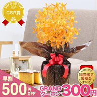 母の日 早割 花 鉢植え『母の日 洋ラン 「まごころデンドロビューム」』幻の黄金蘭 ギフト プレゼント 蘭…