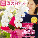 胡蝶蘭 お祝い花ギフト 母の日『胡蝶蘭 2本立ち 大輪「モナリザ」』 誕生日 プレゼント 記念日 白 洋蘭 洋ラン 鉢植え【定】【贈】《母》 [phal2f]