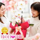 母の日まだ間に合う！『 大輪胡蝶蘭 1本立ち 「ほほえみ」』鉢植え 陶器鉢花 メッセージカード無料 お誕生日お祝い 開店祝い 花ギフト 花鉢 長持ち 【贈】【定】《母》