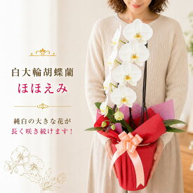 『 大輪胡蝶蘭 1本立ち 「ほほえみ」』鉢植え 陶器鉢花 メッセージカード無料 お誕生日お祝い 開店祝い 花ギフト 花鉢 長持ち 【贈】【定】《母》