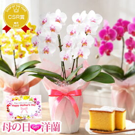 母の日遅れてゴメンね！ 花 『ミディ胡蝶蘭 2本仕立て 「メルシー」』ギフト プレゼント 選べる蘭 2本立ち 花言葉：幸せが舞い込む 洋蘭 お祝い お母さん おばあちゃん 贈り物 ラッピング&リボン付き スイーツセット可《母》【贈】【母】