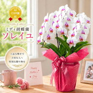 胡蝶蘭『ミディ胡蝶蘭 3本立ち「ソレイユ」』洋蘭 お中元 プレゼント お祝い お誕生日 還暦祝い お供え …
