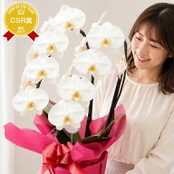 胡蝶蘭 お祝い花ギフト『胡蝶蘭 2本立ち 大輪「モナリザ」』 誕生日 プレゼント 記念日 白 洋蘭 洋ラン …