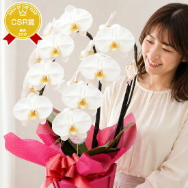 胡蝶蘭 お祝い花ギフト『胡蝶蘭 2本立ち 大輪「モナリザ」』 誕生日 プレゼント 記念日 白 洋蘭 洋ラン 鉢植え【定】【贈】《母》 [phal2f]