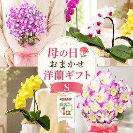 母の日遅れてゴメンね！胡蝶蘭『母の日おまかせ「洋蘭ギフト☆」』 プレゼント おまかせ-S (エス) 鉢花 蘭 コチョウラン 洋蘭 珍しい 育てやすい 鉢 メッセージカード付 楽天総合ランキング1位受賞 洋ラン 鉢植え 産地直送【贈】《母》【母】