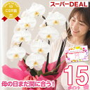 母の日まだ間に合う【スーパーDEAL】 胡蝶蘭 お祝い花ギフト『胡蝶蘭 2本立ち 大輪「モナリザ」』 誕生日 プレゼント 記念日 白 洋蘭 洋ラン 鉢植え【定】【贈】《母》 [phal2f]