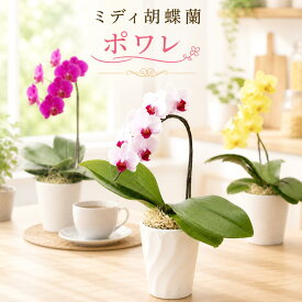 花色選べるミディ胡蝶蘭1本立ち 『ミディ胡蝶蘭「ポワレ」』 お誕生日プレゼント コチョウラン プレゼント エコ鉢 花言葉は幸せが飛んでくる 生花 花鉢 花《母》【贈】